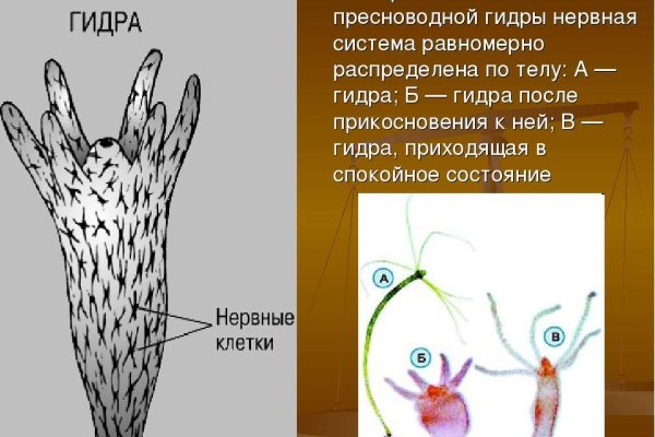 Кракен тор krakens13 at